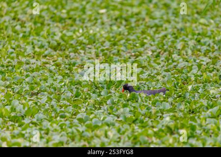 Gallinule (Gallinula galeata) schwimmen in einer Lagune voller Vegetation. Stockfoto