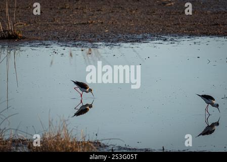 Doppeljäger: Schwarze Stelzen fressen in der Reflective Lagoon. Ein malerischer Anblick entfaltet sich, während zwei schwarze Stelzen elegant im Tranqui fressen Stockfoto