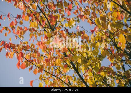 Herbstlaub eines Baumes, Foto der Natur, leuchtende Farben Stockfoto