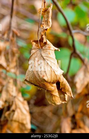 Sycamore (Acer pseudoplatanus), Nahaufnahme von toten Blättern, die an einem Ast hängen, der bei starkem Wind von einem Baum abgebrochen wurde. Stockfoto