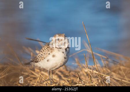 Schwarzbauchpflüger (pluvialis squatarola) im Wintergefieder, der sich in Zuchtgefieder verwandelt Stockfoto