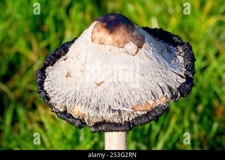 Shaggy Ink Cap oder Inkcap (coprinus comatus), Nahaufnahme einer einsamen Kappe des gewöhnlichen Pilzes, während er reift und sich zu einem schwarzen Zellstoff auflöst. Stockfoto
