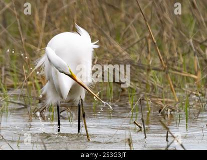 Großer Egret (Ardea alba), der eine Garnele an der Küste fängt Stockfoto