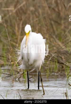 Großer Egret (Ardea alba), der eine Garnele an der Küste fängt Stockfoto