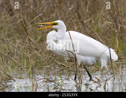 Großer Egret (Ardea alba), der eine Garnele an der Küste fängt Stockfoto