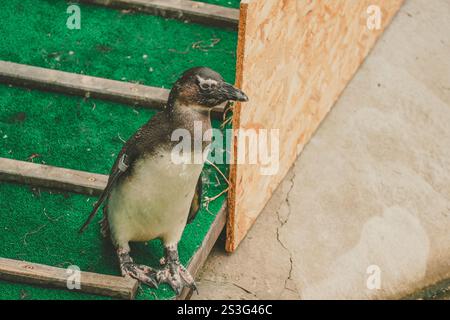 Ein einziger Humboldt-Pinguin steht auf Kunstrasen neben einem Stück Sperrholz. Das Gefieder des Pinguins ist vorwiegend schwarz-weiß, mit einer Notiz Stockfoto