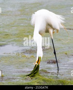 Großreiher (Ardea alba), der daran arbeitet, einen Fisch zu konsumieren, der in Algen gefangen wird, die die Schlammflächen bedecken Stockfoto