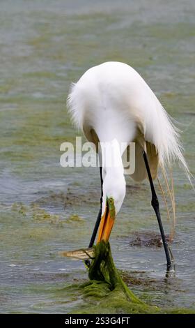 Großreiher (Ardea alba), der daran arbeitet, einen Fisch zu konsumieren, der in Algen gefangen wird, die die Schlammflächen bedecken Stockfoto