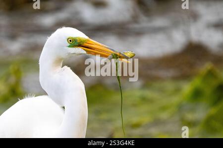 Großer Egret (Ardea alba) mit einem gefangenen Fisch im Schnabel Stockfoto