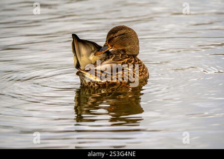 Weibliche Mallard-Pflege auf dem Wasser Stockfoto