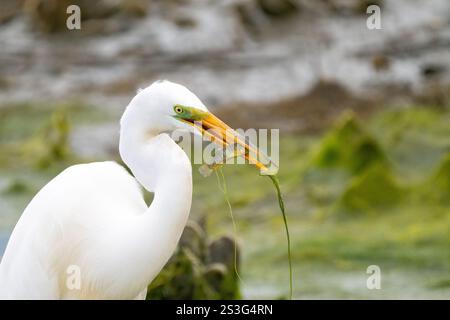 Großer Egret (Ardea alba) mit einem gefangenen Fisch im Schnabel Stockfoto