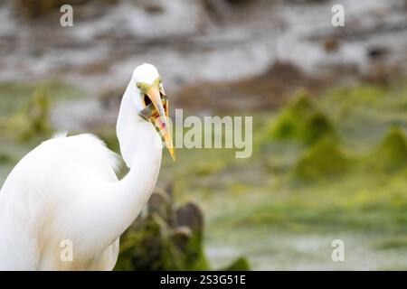 Großer Egret (Ardea alba) mit einem gefangenen Fisch im Schnabel Stockfoto
