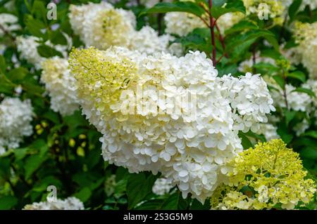 Detail der Hortensie paniculata, oder geflügelte Hortensie blühende Pflanze. Stockfoto