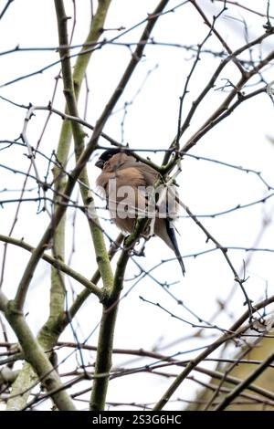 Weiblicher Bullfinch, ein Samen- und Knospenfressender singvogel, fotografiert in den National Botanic Gardens in Dublin. Stockfoto