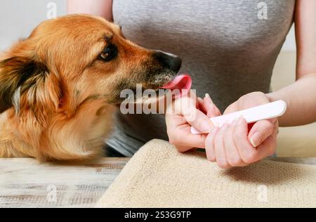 Die Frau, die Maniküre macht, und der Hund, der ihr helfen möchte. Stockfoto