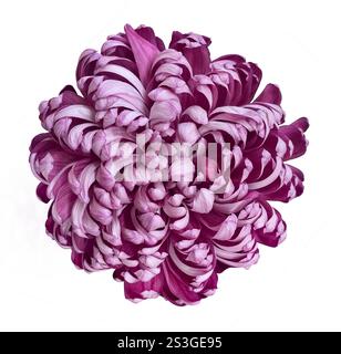 Draufsicht eines lila-weißen Blumenkopfes, isoliert auf weißem Hintergrund mit Beschneidungspfad. Purple Taipei Chrysantheme Ausstellung isoliert auf weiß b Stockfoto
