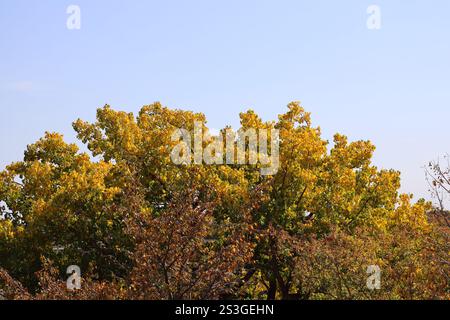 Bäume in Herbstfarben vor blassblauem Himmel Stockfoto
