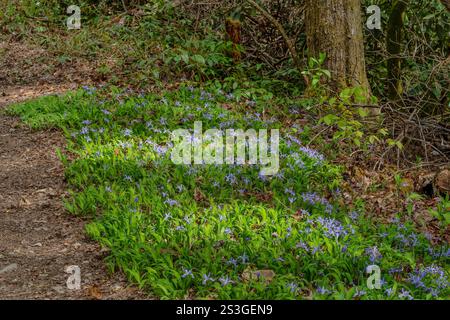 Eine Kolonie von Zwerghauben-Iris mit Lavendelblüten und langen spitzen Blättern wächst im Frühling in der Sonne in den Smoky Mountains. Stockfoto