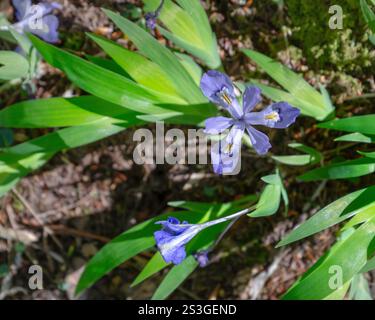 Dwarf Crested Iris, Iris cristata, eine Lavendelblume mit weißen Flecken auf ihren Blütenblättern und einem gelben Wappen. Frühling in den Smoky Mountains. Stockfoto