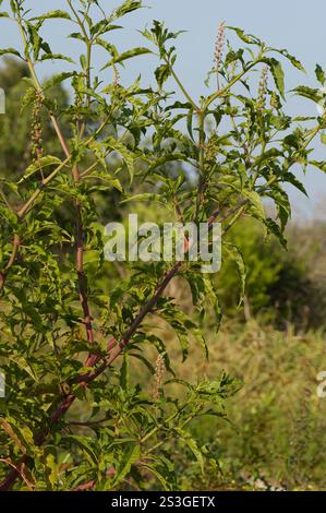 Phytolacca americana, eine hohe amerikanische Kokadalpflanze mit Blütensträuben und unreifen grünen Beeren an blattroten Stielen. Stockfoto