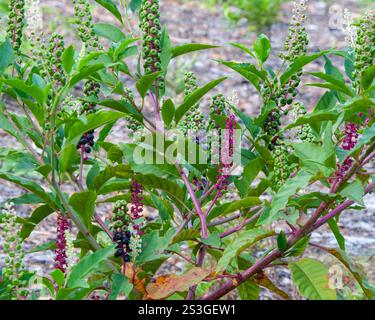 Die amerikanische Kräuterpflanze Phytolacca americana ist in verschiedenen Wachstumsphasen zu finden: Mit Blüten und Reifen und unreifen Beeren an blattroten Stielen. Stockfoto