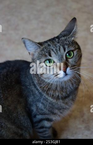 Nahporträt einer europäischen Kurzhaarkatze mit schönen grünen Augen Stockfoto