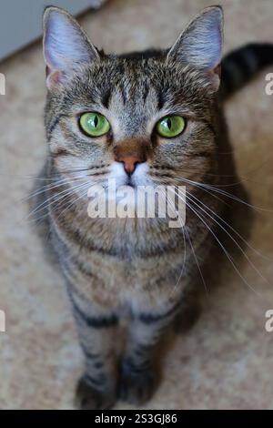Nahporträt einer europäischen Kurzhaarkatze mit schönen grünen Augen Stockfoto