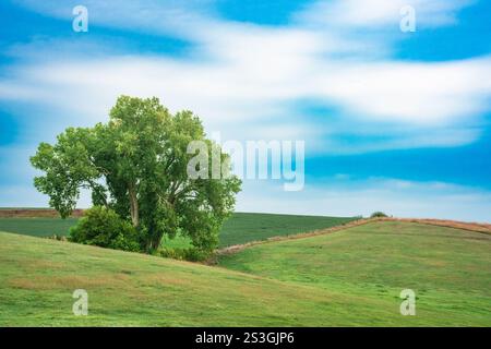 Natur Landschaft Landschaft Landschaft Szene eines einzelnen Baumes auf sanften grünen, ländlichen Hügeln mit blauem Himmel Stockfoto