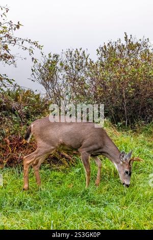 Kolumbianischer Schwarzschwanzhirsch, Odocoileus hemionus ssp. Columbianus, im Cape Desappointment State Park, Washington State, USA Stockfoto