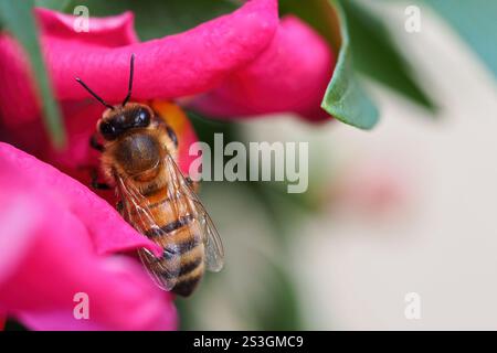 Honigbiene auf einer tiefrosa Snapdragon-Blume, Nahaufnahme. Stockfoto
