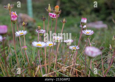 Bescheidene, wilde Blumen zu Beginn des Frühlings in Galicien, Spanien Stockfoto
