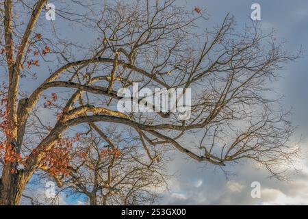 Verdrehte Zweige aus reifer schwarzer Eiche, Quercus Velutina Bäume, fotografiert während eines wunderschönen Winteruntergangs in Grand Bend Ontario Kanada. Stockfoto