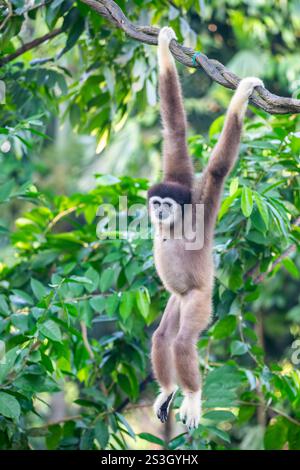 Der Weißhänder-Gibbon (Hylobates lar) ist ein kleiner, baumbewohnender Primaten in Südostasien. Bekannt für seine langen Arme und seine anmutigen Schaukeln. Stockfoto