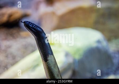 Die Schwarzkopfpython (Aspidites melanocephalus) ist eine Schlangenart aus der Familie der Pythonidae (Pythonfamilie). Stockfoto