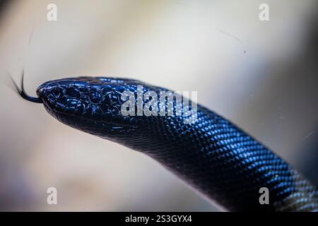Die Schwarzkopfpython (Aspidites melanocephalus) ist eine Schlangenart aus der Familie der Pythonidae (Pythonfamilie). Stockfoto