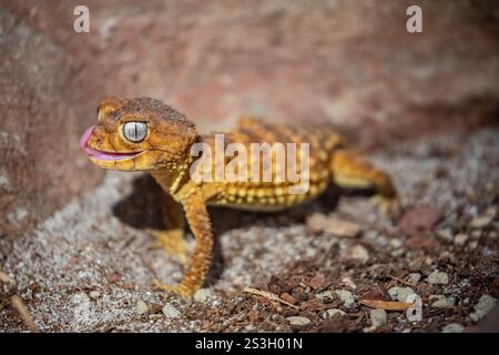 Der Rough Knob-Tail Gecko (Nephrurus amyae) ist in Australien beheimatet und für seinen charakteristischen knopfartigen Schwanz bekannt, der zur Verteidigung verwendet wird. Sie lebt arid Stockfoto