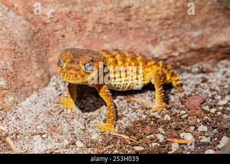 Der Rough Knob-Tail Gecko (Nephrurus amyae) ist in Australien beheimatet und für seinen charakteristischen knopfartigen Schwanz bekannt, der zur Verteidigung verwendet wird. Sie lebt arid Stockfoto