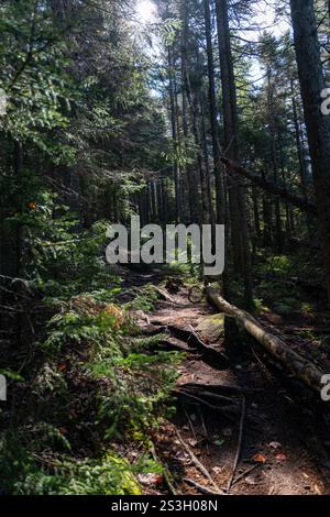 Malerischer Waldweg am Sugarloaf Mountain New Hampshire im White Mountain National Forest. Der friedliche Pfad schlängelt sich durch üppiges Grün und bietet Stockfoto