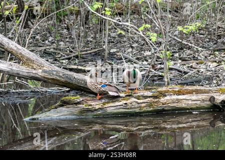 Zwei Enten ruhen auf einem Baumstamm in einem ruhigen Waldteich, umgeben von üppigem Grün. Die ruhige Umgebung unterstreicht das friedliche Zusammenleben von Wildtieren i Stockfoto