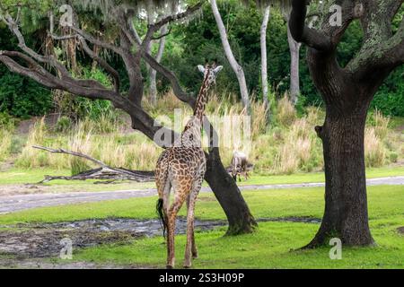 Eine ruhige Giraffe steht anmutig in einer üppig grünen Savanne, umgeben von hohen Bäumen und lebhaftem Gras, die die Schönheit und Ruhe perfekt einfängt Stockfoto