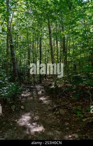 Malerischer Waldweg am Mount Willard im White Mountain National Forest, New Hampshire. Der ruhige Weg, umgeben von üppigem Grün und hohen tr Stockfoto