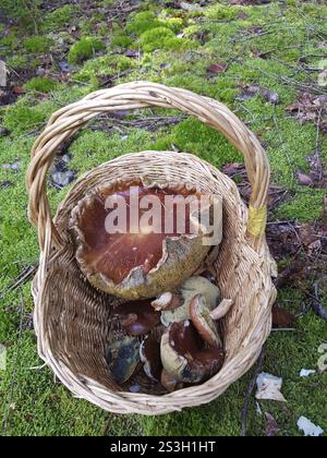Stachelpilz (Boletus edulis) großes Exemplar in einem Korb, Allgaeu, Bayern, Deutschland, Allgaeu, Bayern, Deutschland, Europa Stockfoto