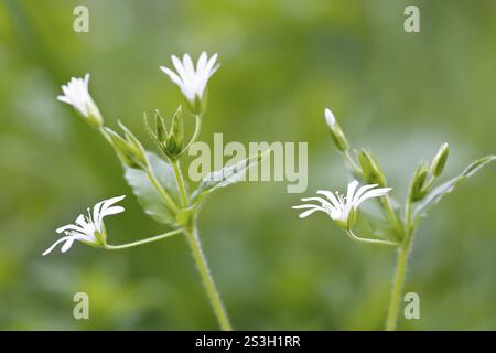 Blüten, Wassermillefolie (Myosoton aquaticum), Feuchtgebiet, Peenetal Fluss Landschaft Naturpark, Mecklenburg-Vorpommern, Ger Stockfoto