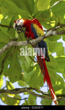 Scharlach (Ara macao) isst Früchte im Katappa-Baum (Terminalia catappa), Provinz Puntarenas, Costa Rica, Mittelamerika Stockfoto
