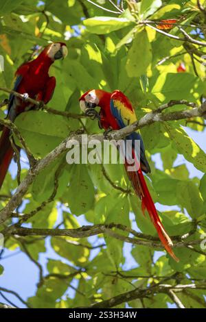 Scharlach (Ara macao) isst Früchte im Katappa-Baum (Terminalia catappa), Provinz Puntarenas, Costa Rica, Mittelamerika Stockfoto