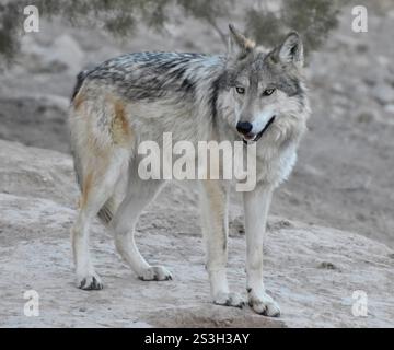 Der mexikanische Wolf (Canis Lupus baileyi) ist eine Unterart des Grauwolfs, der in Arizona, New Mexico und Nordmexiko beheimatet ist. Stockfoto