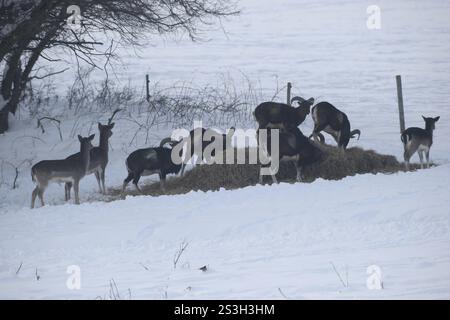 Mufflon (Ovis aries musimon) Fütterung im Schnee, Süd-Ungarn, Ungarn, Europa, Allgaeu, Bayern, Deutschland, Europa Stockfoto