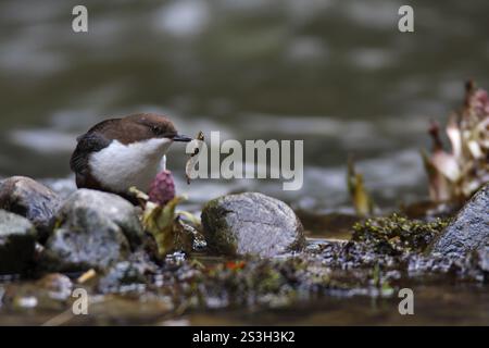 Weißkehlenläufer (Cinclus cinclus) mit Fischen als Beute auf moosigen Steinen am Ufer eines Gebirgsbaches, Sächsische Schweiz, Elbsandsteinberg Stockfoto