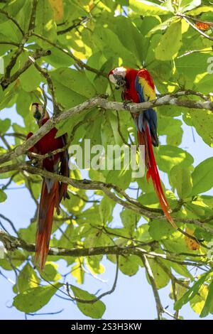 Scharlach (Ara macao) isst Früchte im Katappa-Baum (Terminalia catappa), Provinz Puntarenas, Costa Rica, Mittelamerika Stockfoto