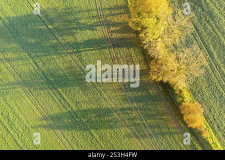 Luftaufnahme einer Reihe von Bäumen mit Herbstblättern, die Schatten auf Weg und Feld werfen, Kaebschuetztal, Sachsen, Deutschland, Europa Stockfoto